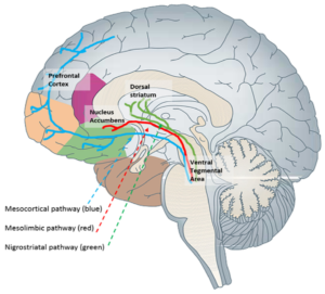 The Power of Dopamine: Understanding the Mechanisms of Reward and ...
